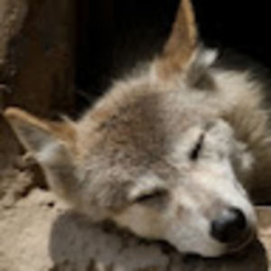 Meet your Posher, Klutzy